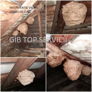 Servicii deratizare , dezinsectie , dezinfectie